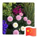 大足杉杉冯志波