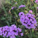 瑞宝生物张一波