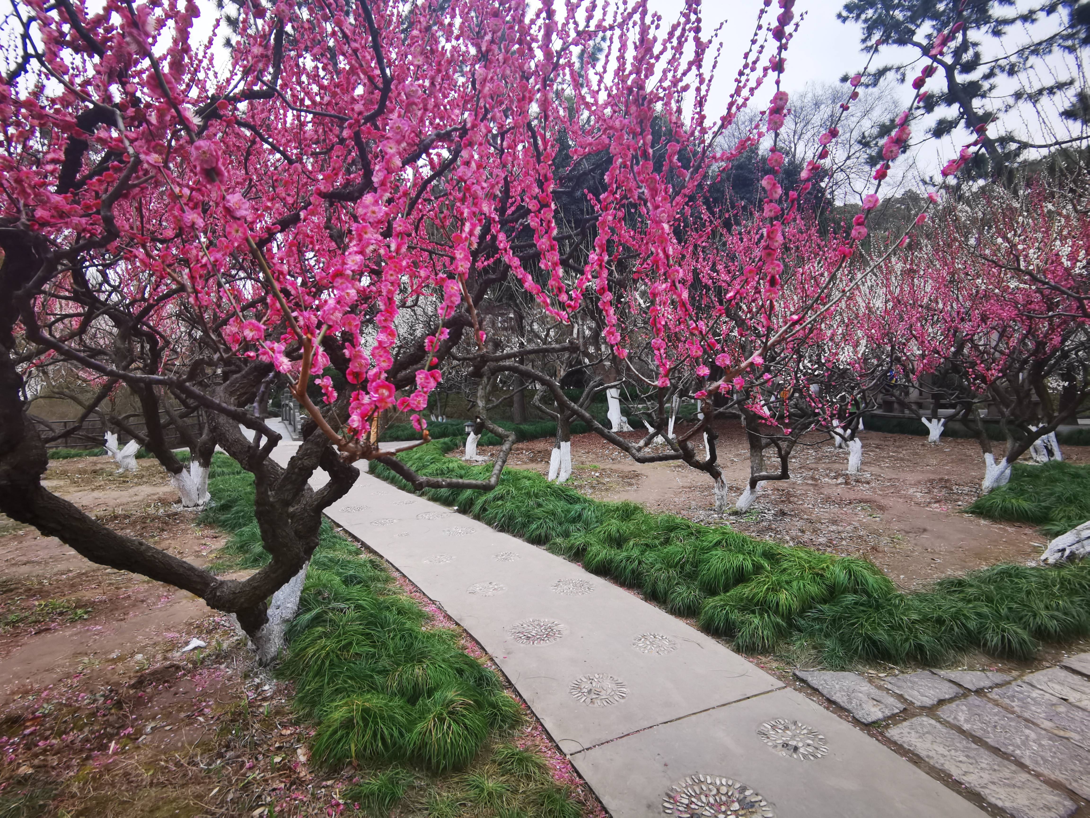 上海赏梅花的公园图片