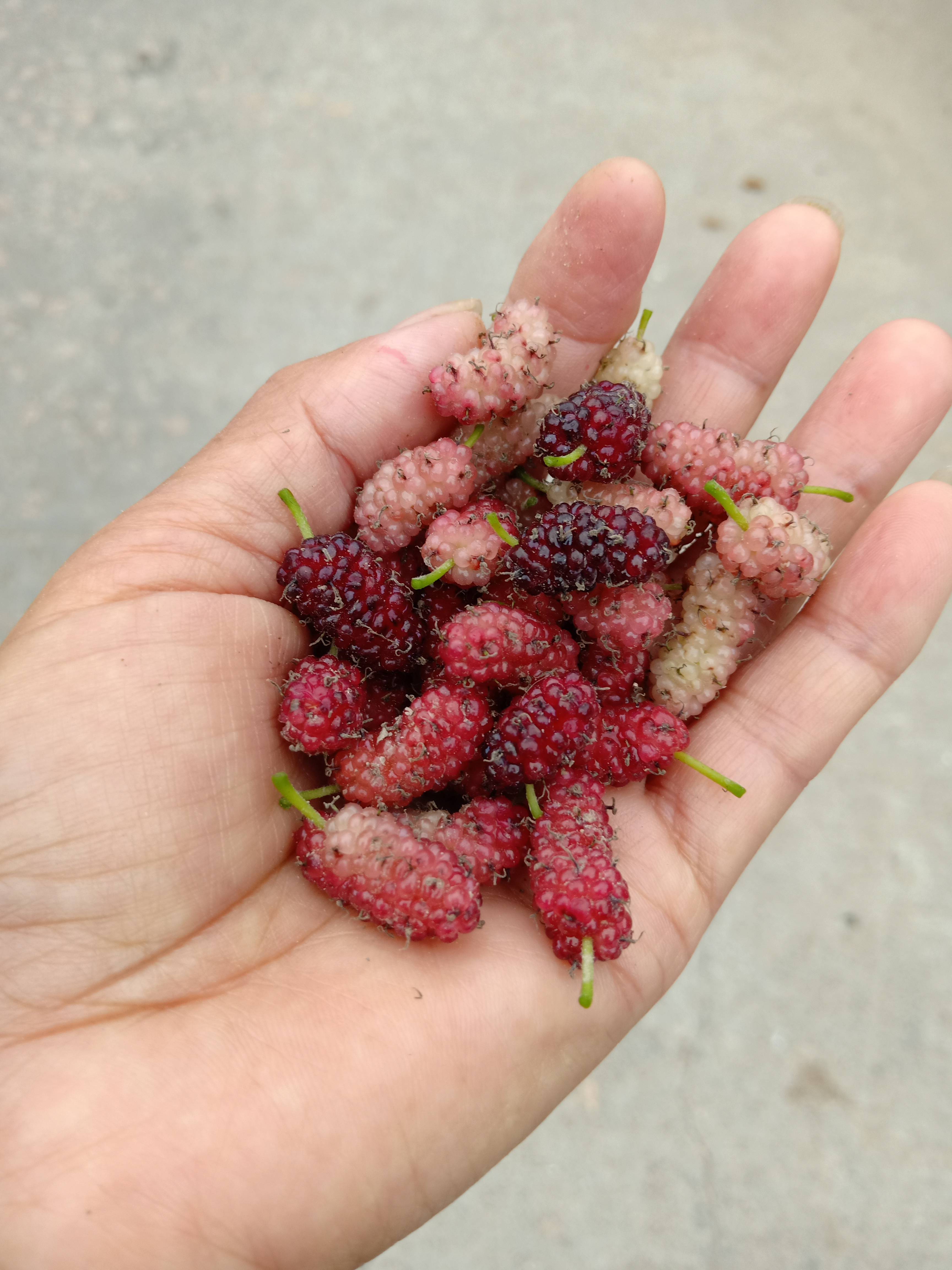 羊蹄甲树结出了象长扁豆的果,抬头一望原来凤凰花树也落树的长条果子