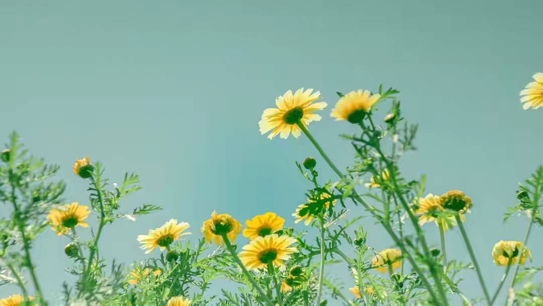 热爱生活生命也会变得晴朗