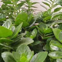 坐看云卷云舒6460