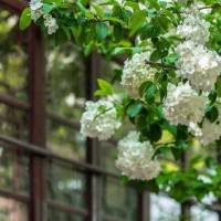 眼睛大的牛排8545