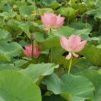 虎爸加油,平安健康!3531