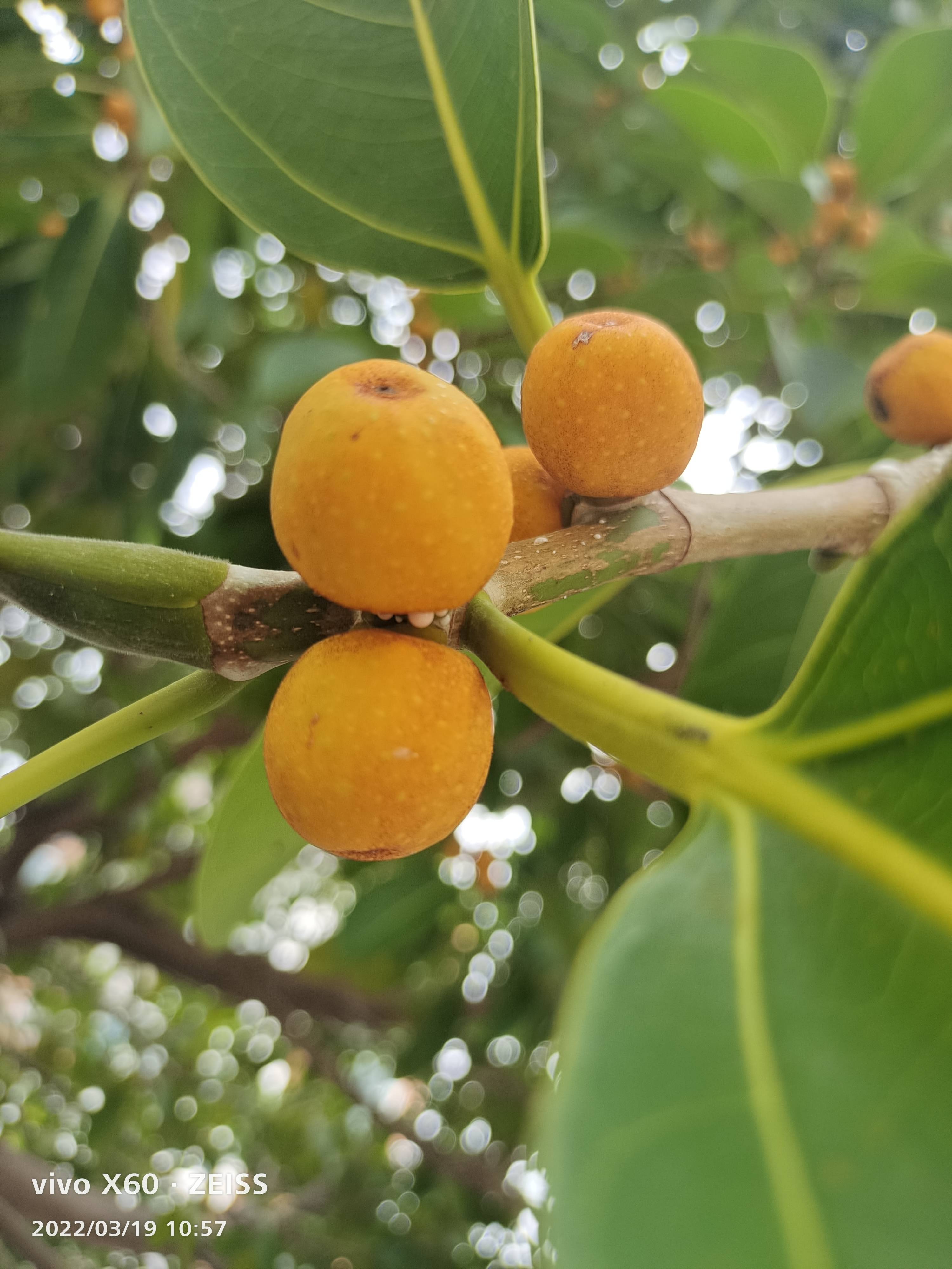 高山榕的果实第一次见