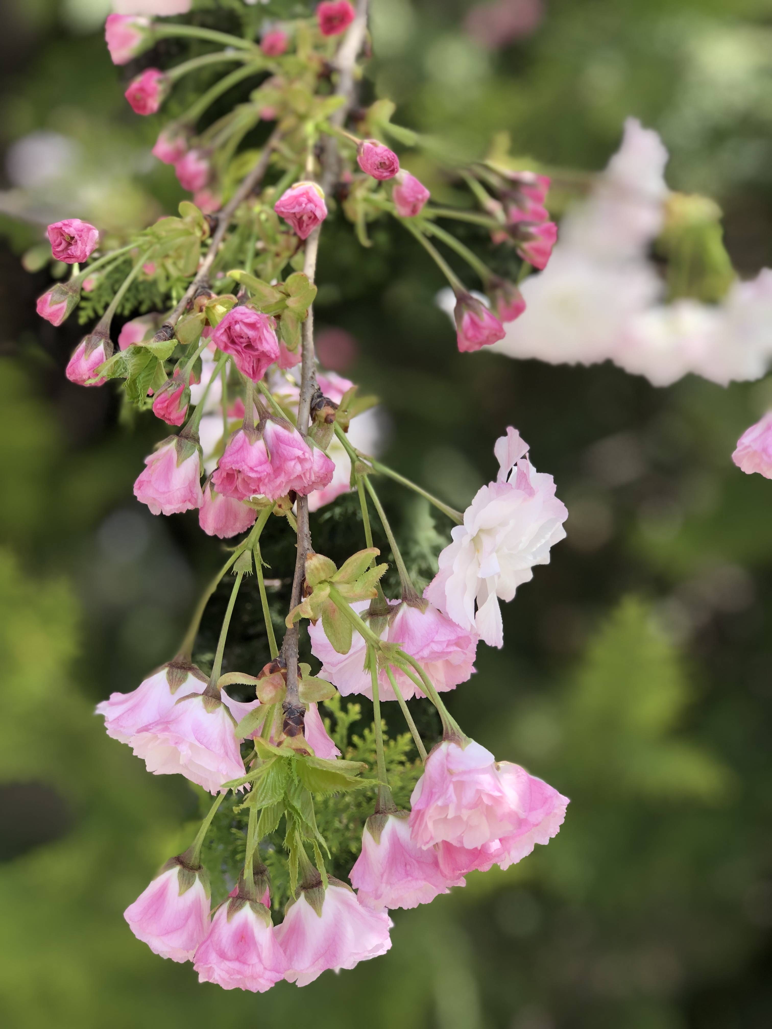 温婉的鸡蛋面2363