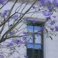 强健的烤地瓜4629