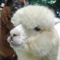 迷路的烤土司5589