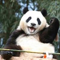 爱挖煤的福猪猪