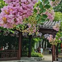 整齐的大熊猫1793