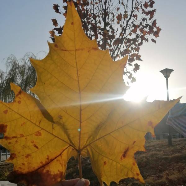 真实的酸菜鱼9818