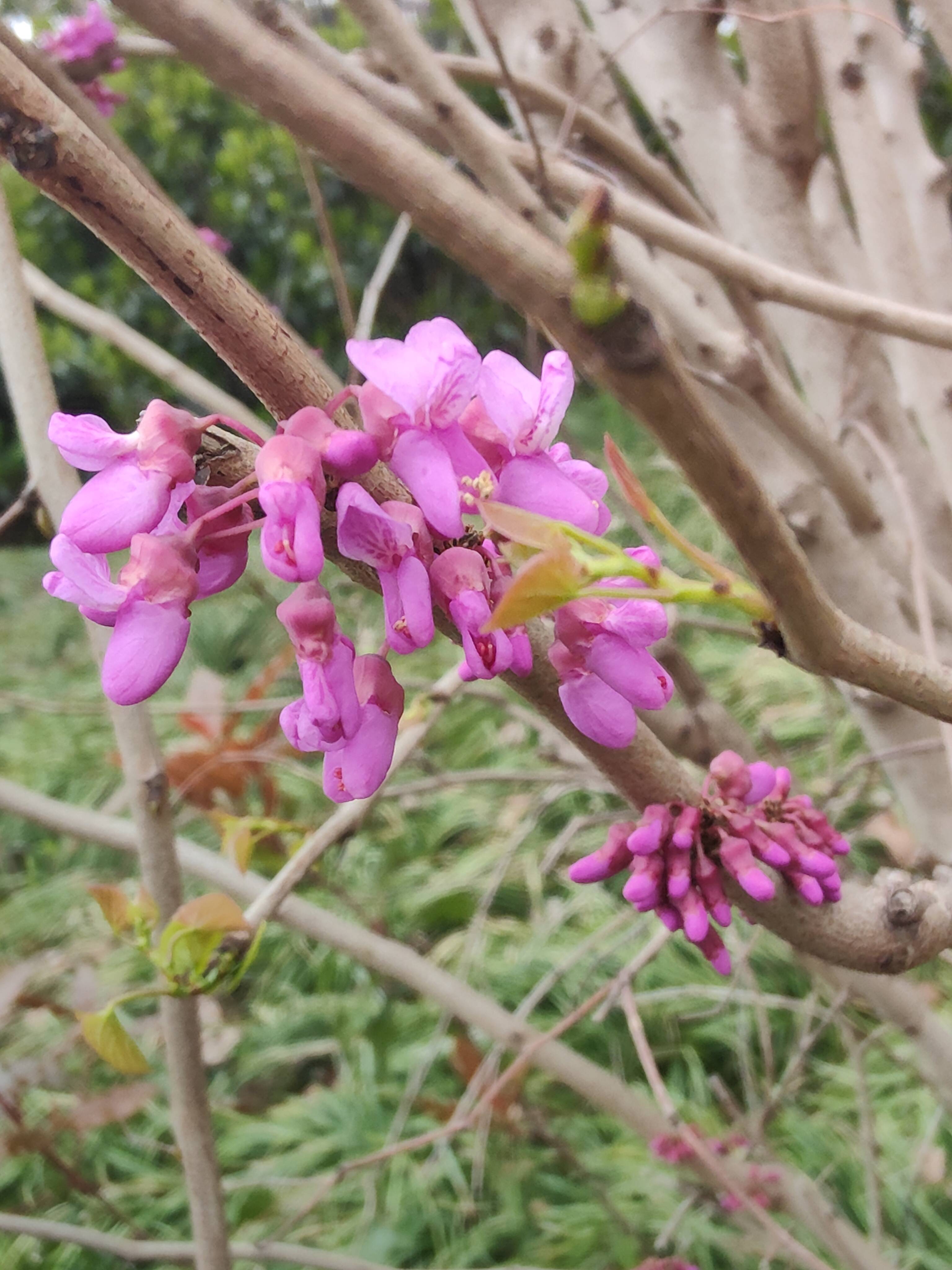 紫荆花