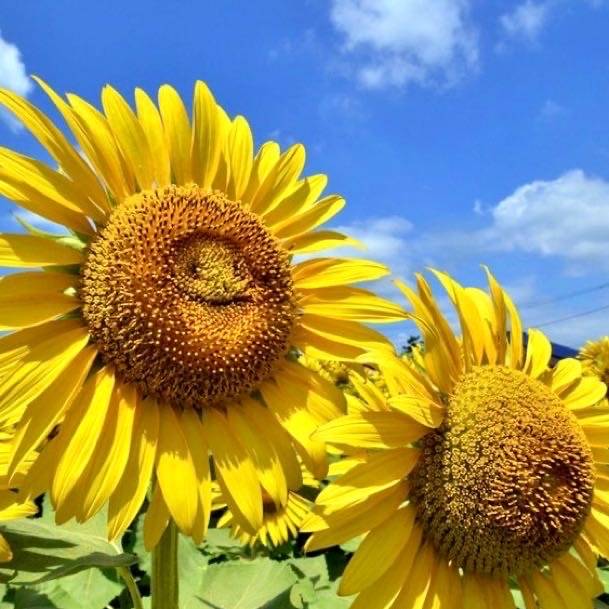 lily一定会好好的