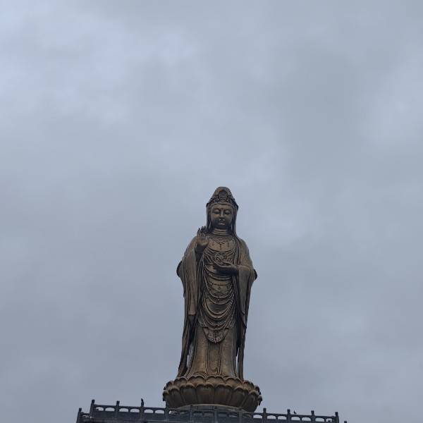 殷勤的柳树4880