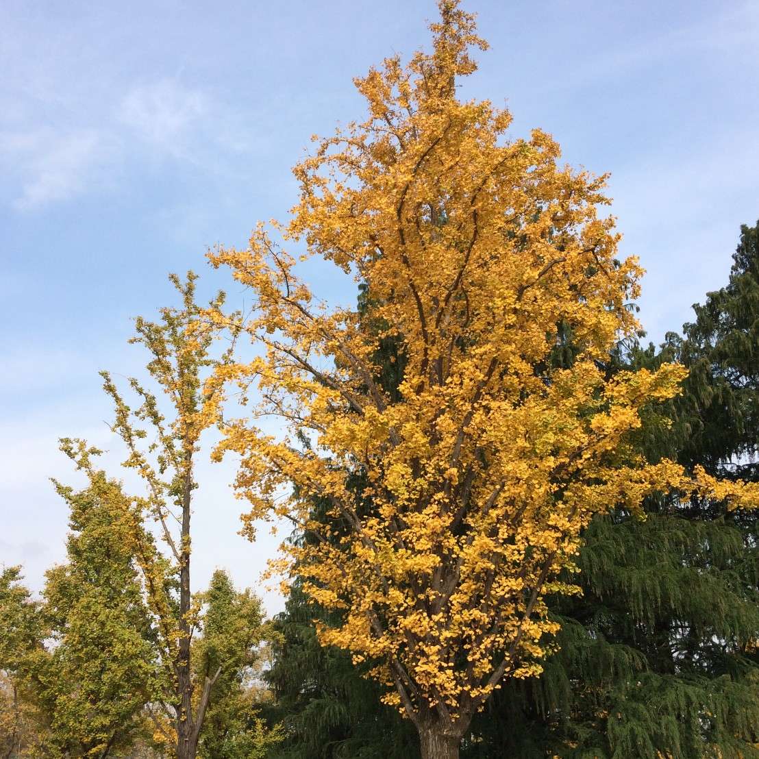 真实的乌冬面8056