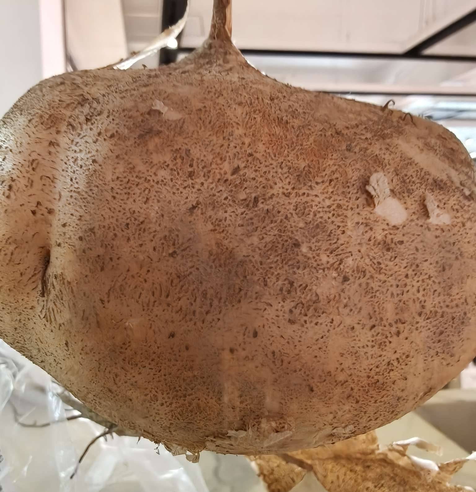 大家认识它吗？