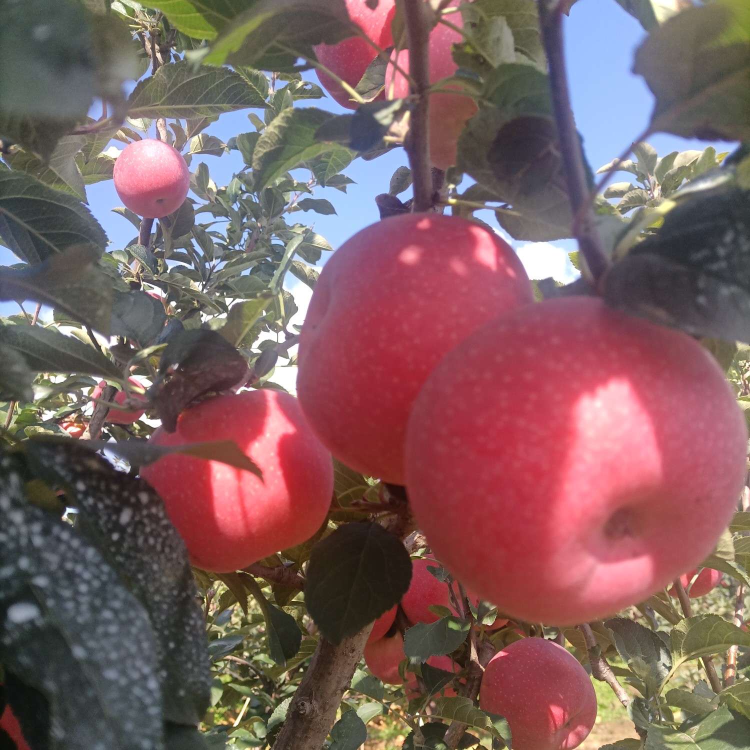 回归美好生活鸭