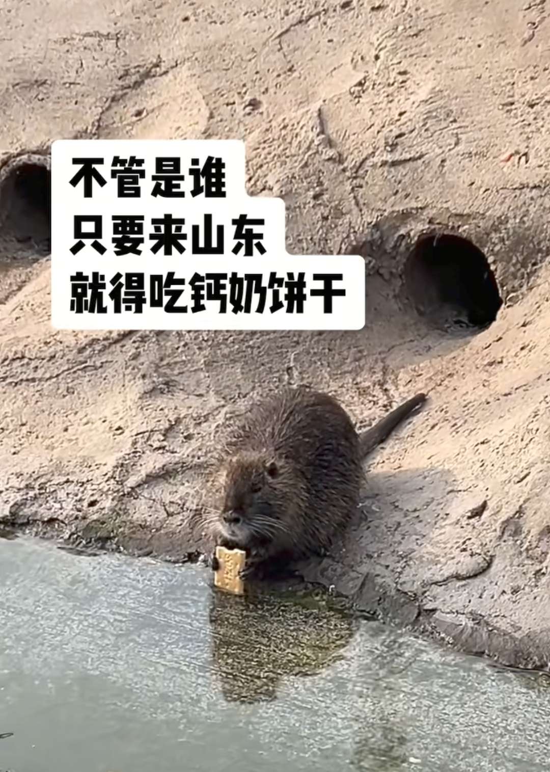 钙奶饼干吃起来