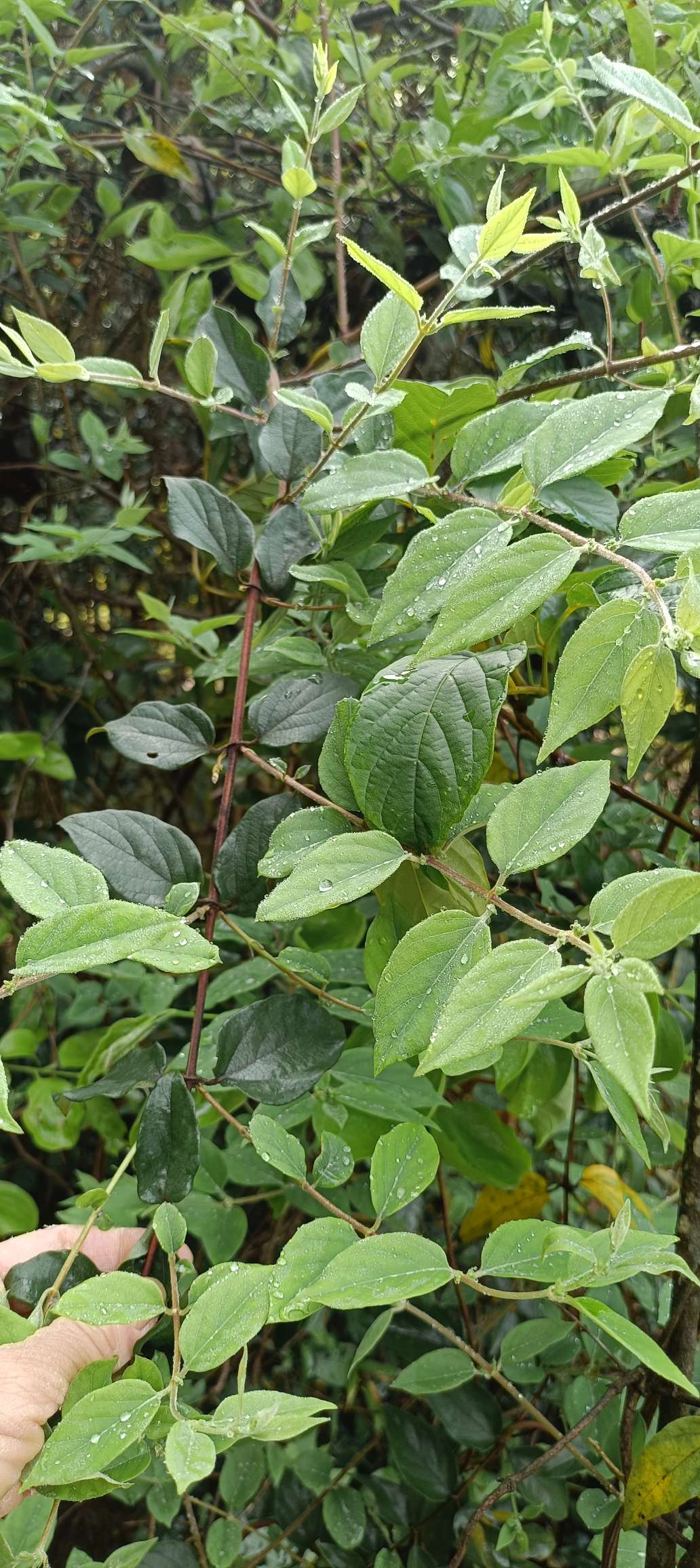 扫墓，踏青，挖笋