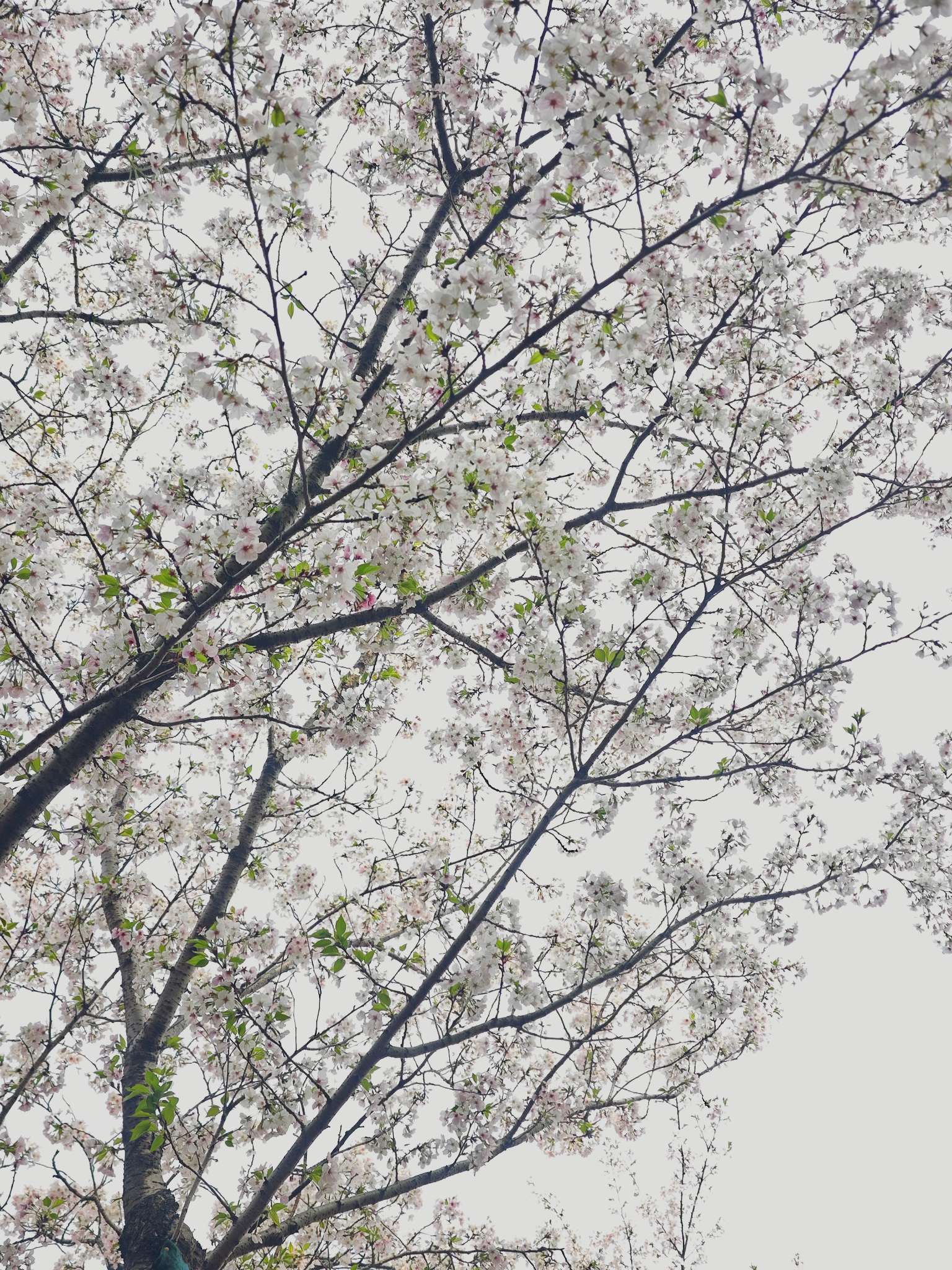 春光明媚莫辜负