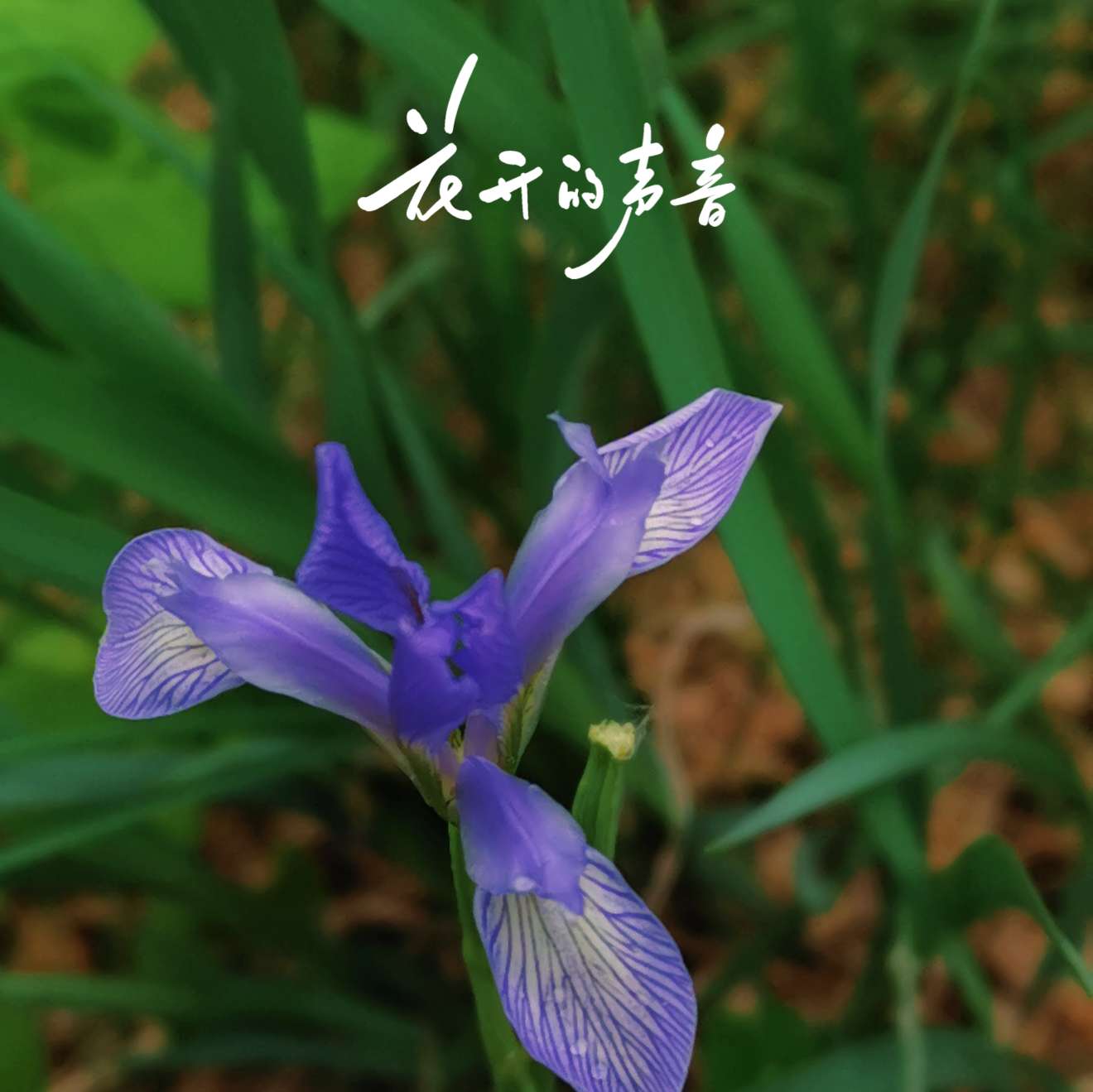 不必追赶热闹，静下心，就能听见花开