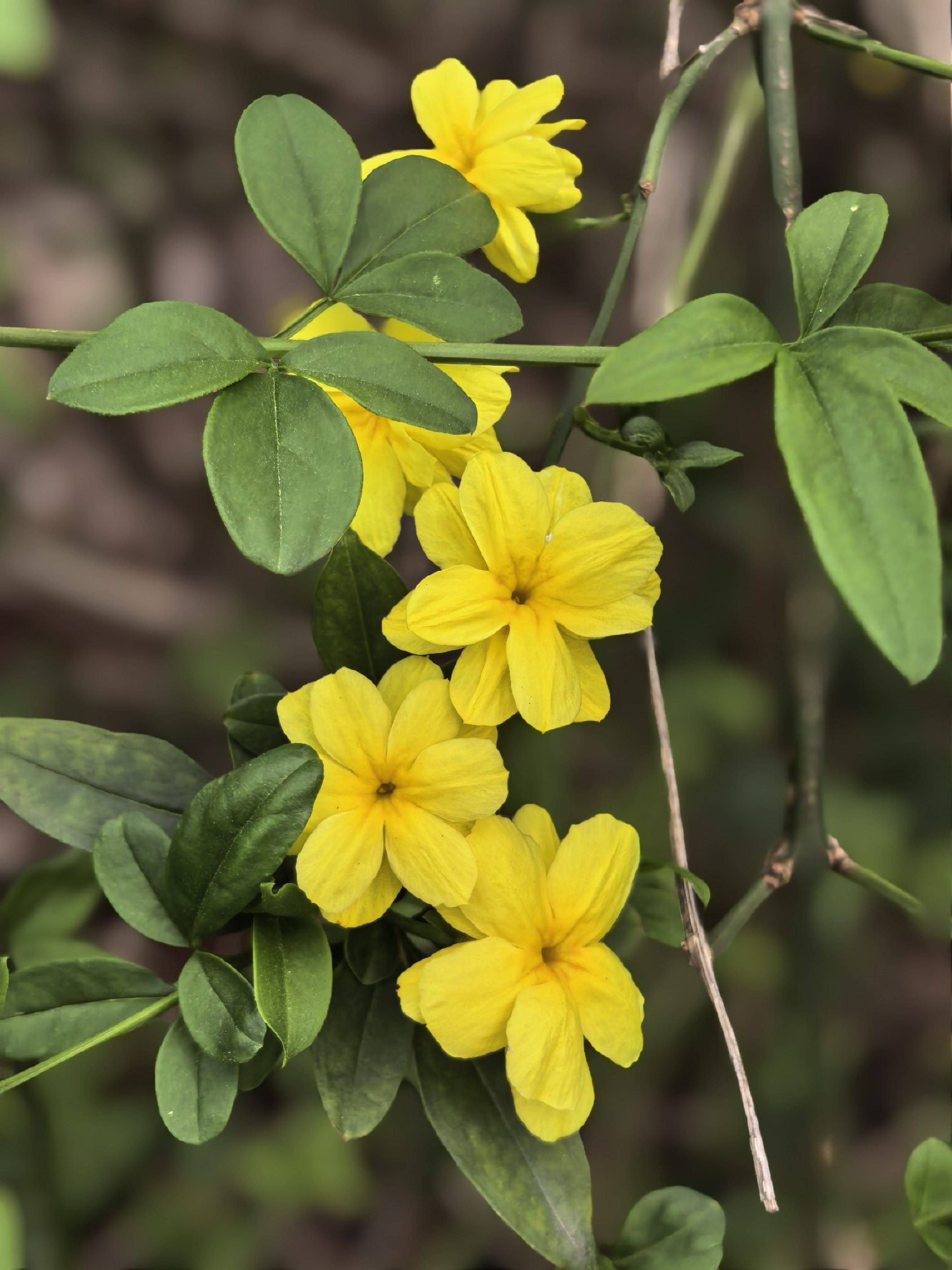 春日阳光大团子