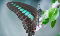 追光的黑蝴蝶：与HER2阳性乳腺癌抗争的日子