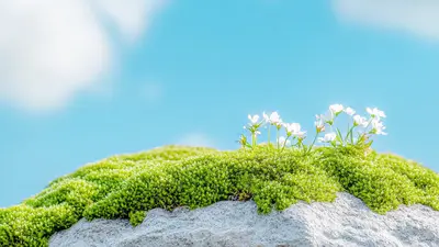 多彩人生丨父亲8cm肺癌缩小到1cm了!免疫力让抗癌之路走得更远